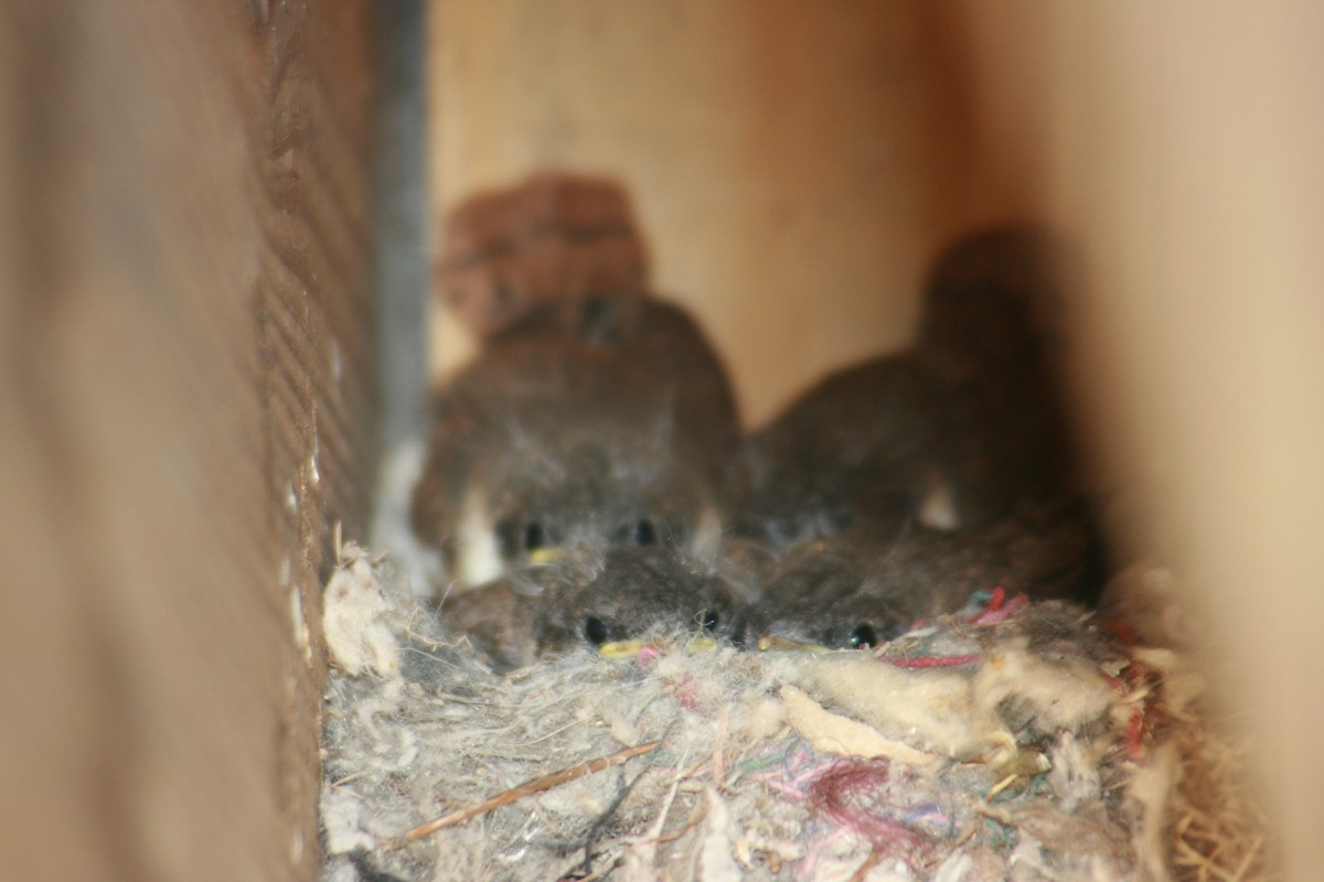 Cucarachero Barranquero - ML644348621