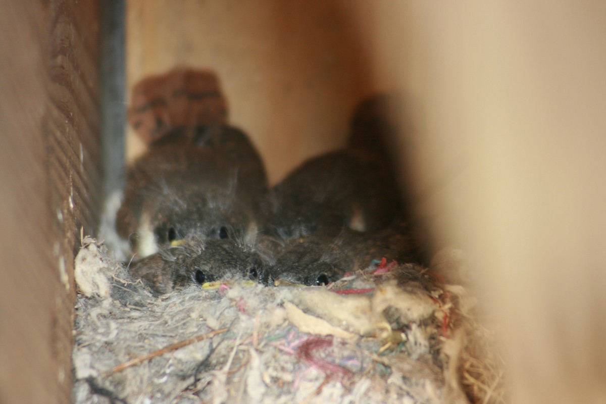 Cucarachero Barranquero - ML644348625