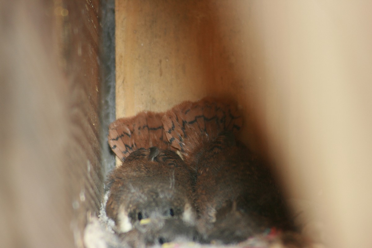 Cucarachero Barranquero - ML644348627