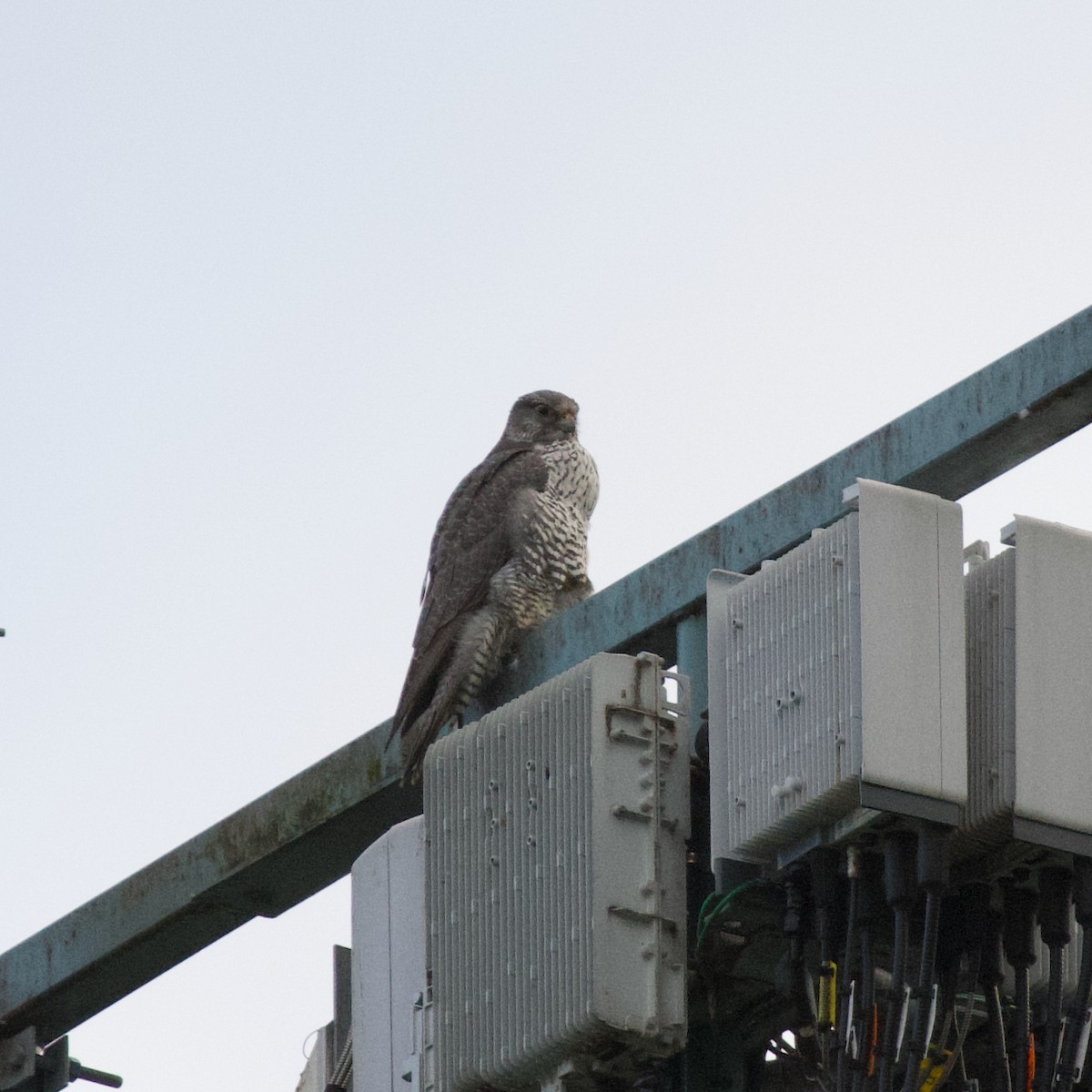 Цагаан шонхор - ML644348629