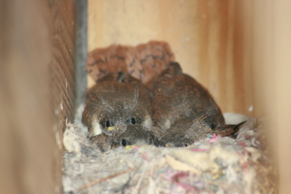 Cucarachero Barranquero - ML644348631