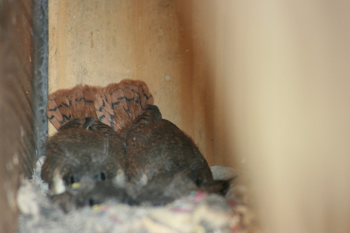 Cucarachero Barranquero - ML644348634