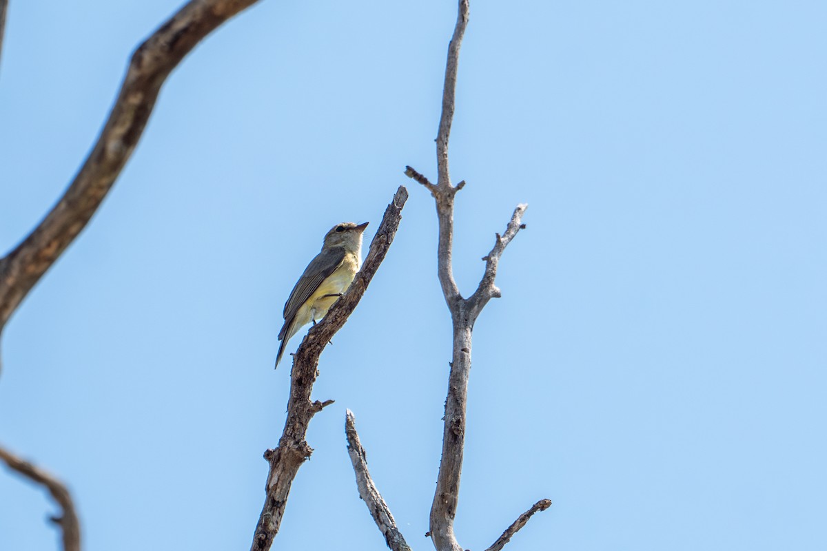 Lemon-bellied Flyrobin - ML644348654