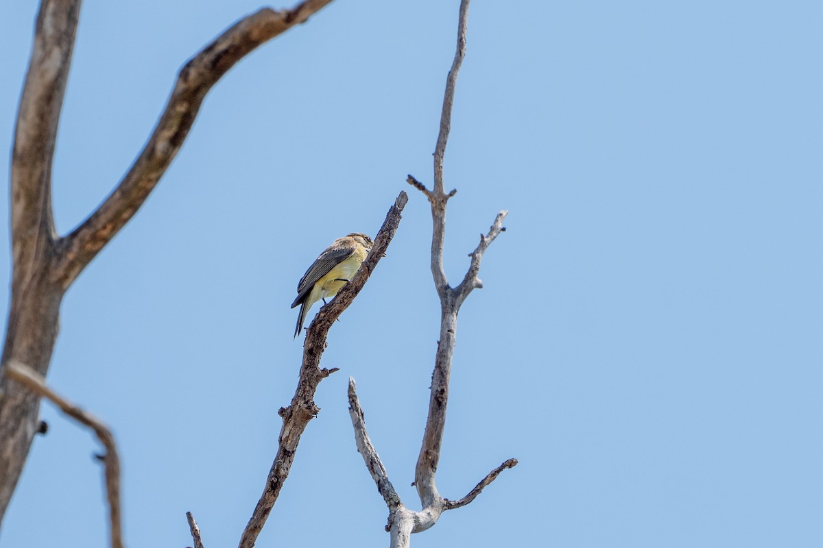 Lemon-bellied Flyrobin - ML644348655