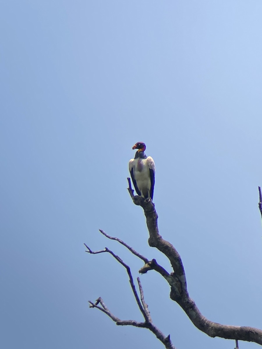 King Vulture - ML644348661
