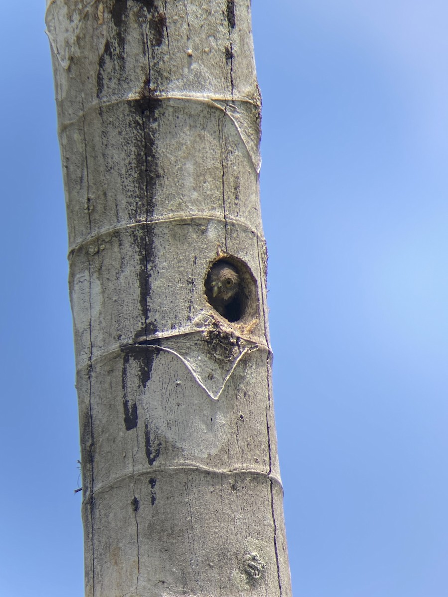 Central American Pygmy-Owl - ML644348665