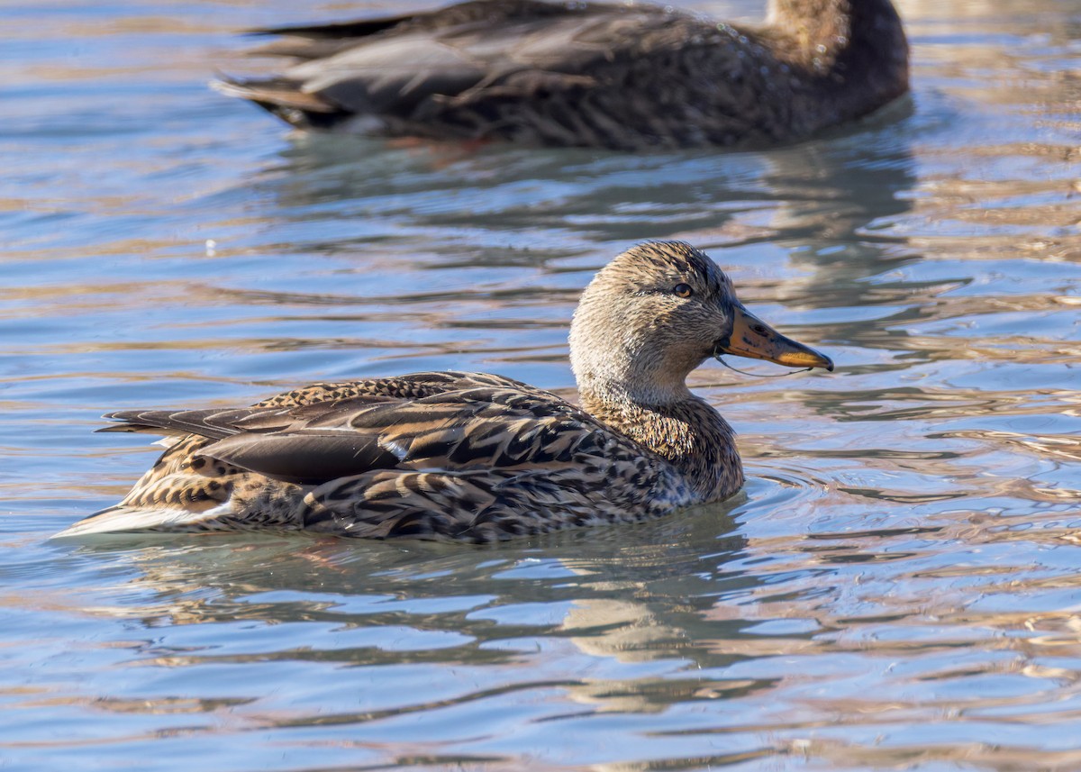 Canard colvert - ML644348668