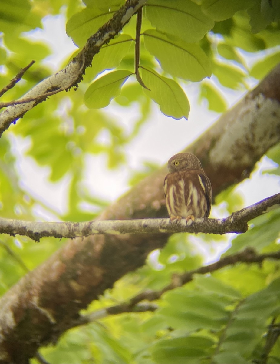 Central American Pygmy-Owl - ML644348680