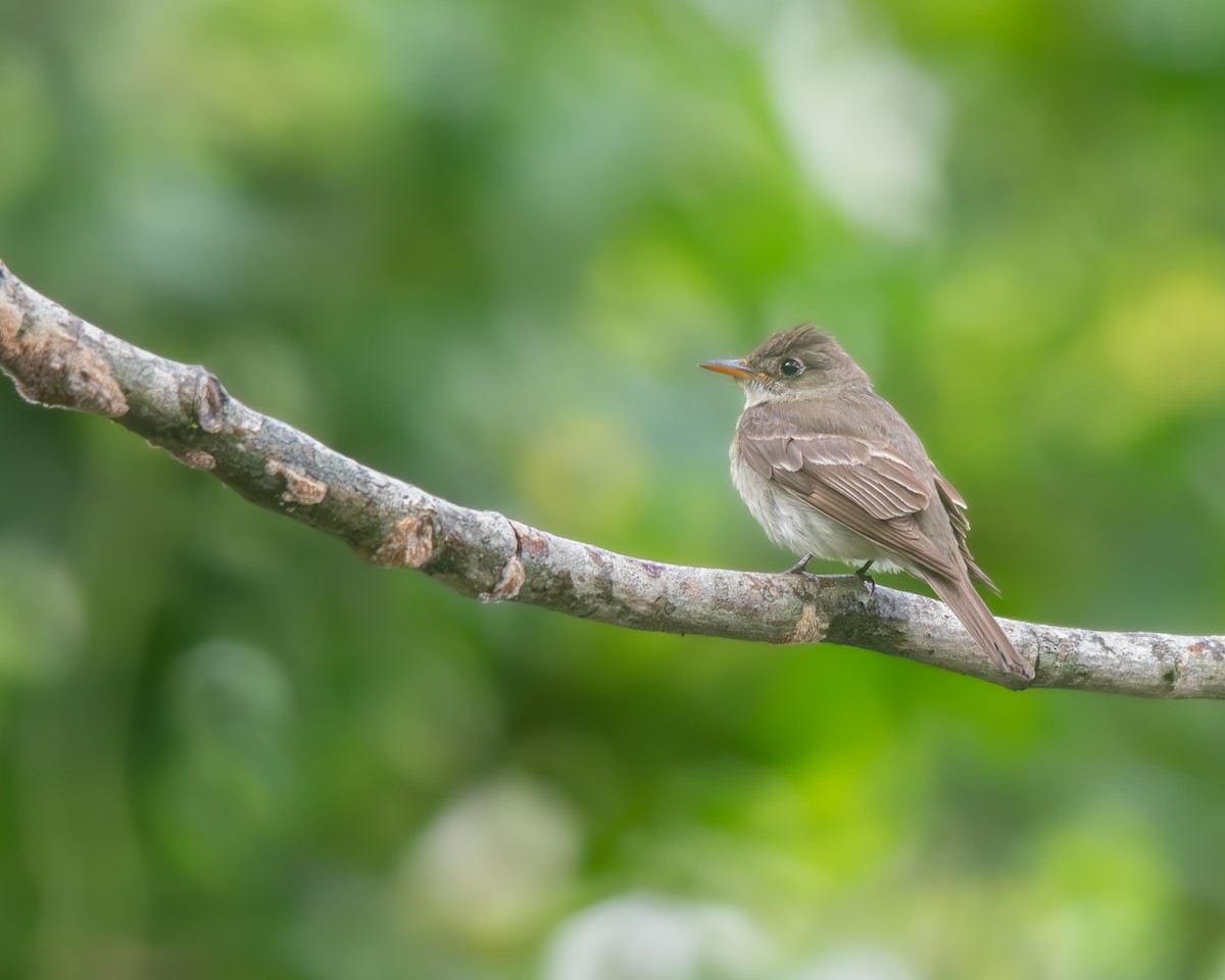 Northern Tropical Pewee - ML644348687
