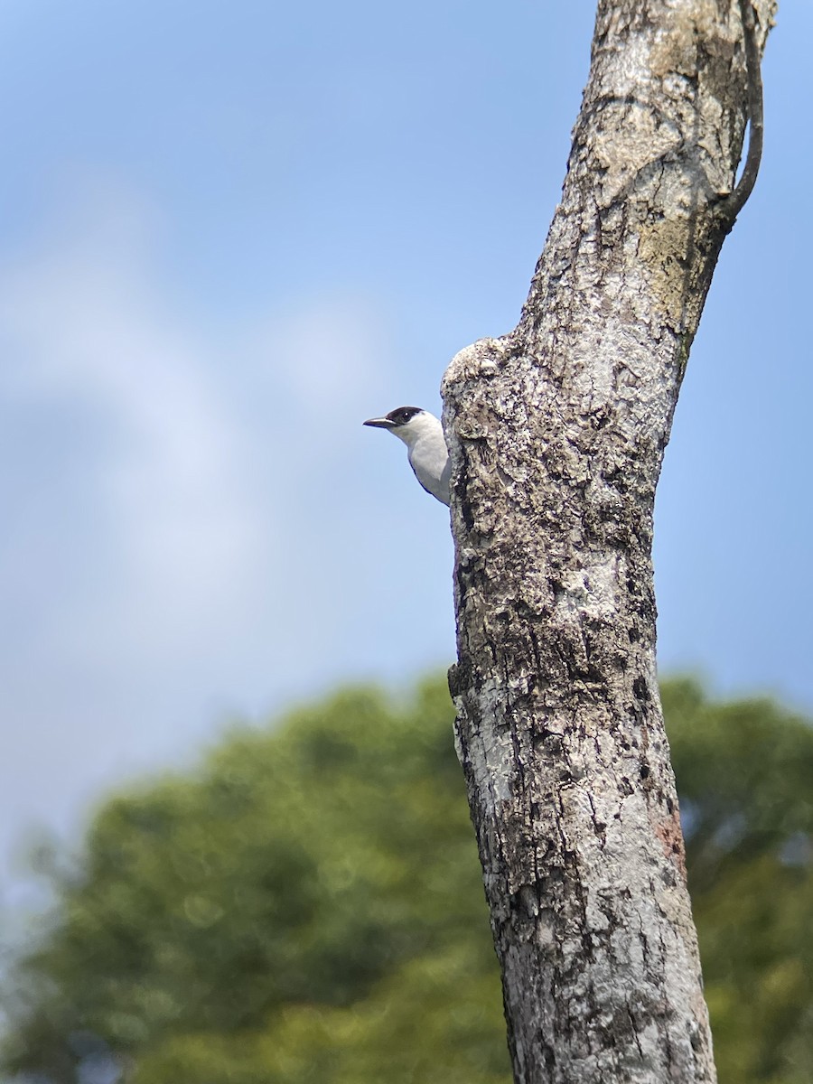Black-crowned Tityra - ML644348694