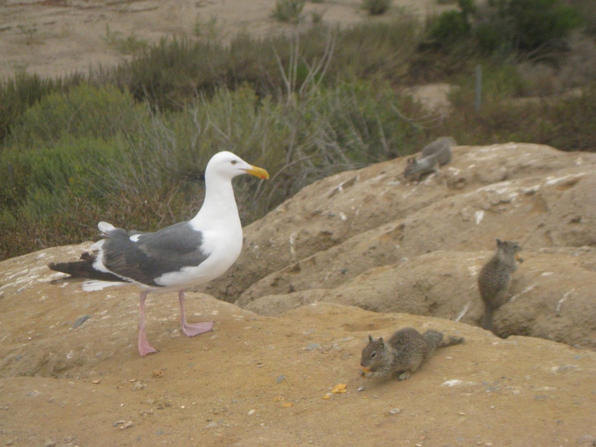 アメリカオオセグロカモメ - ML644348696