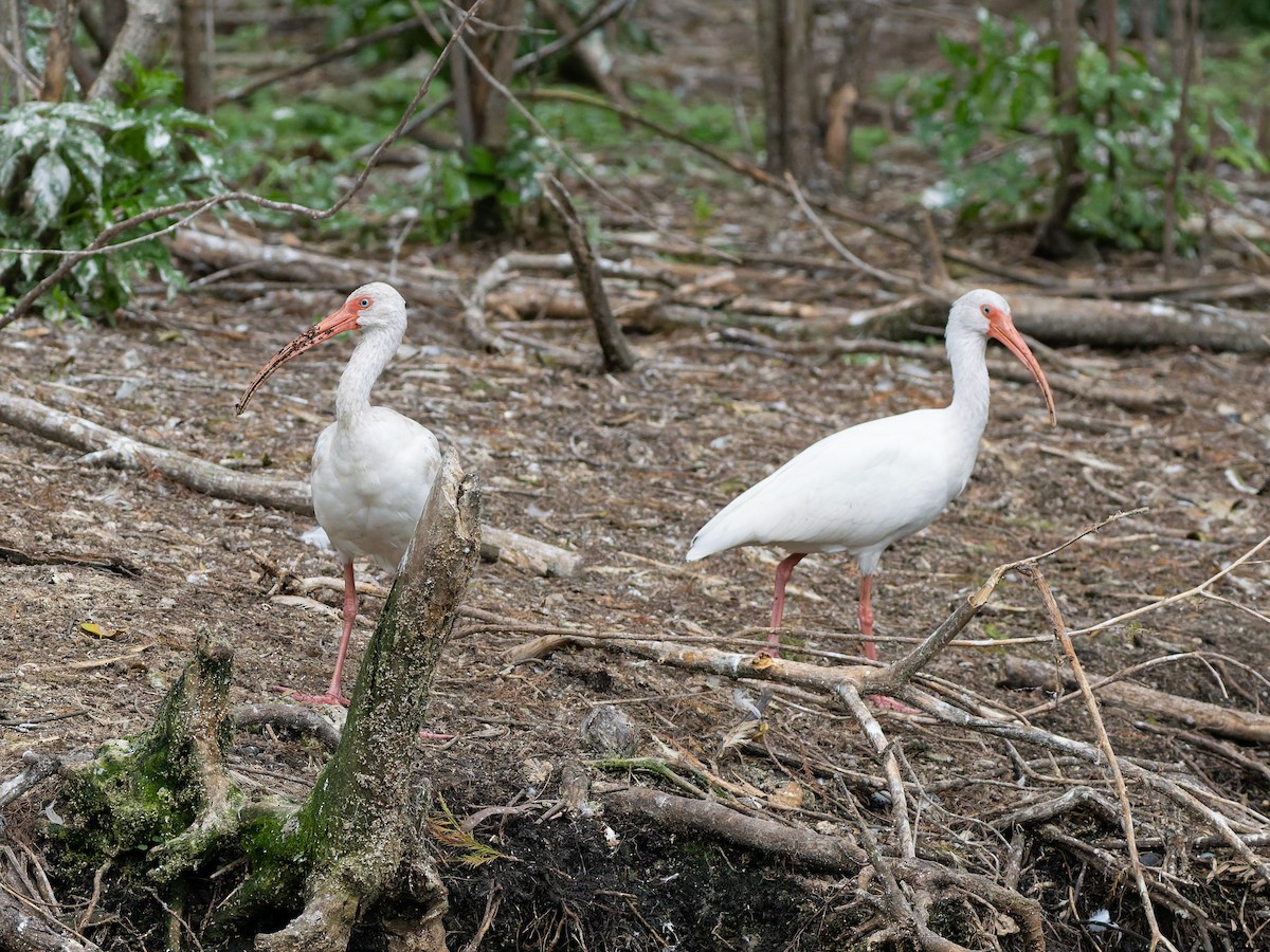 White Ibis - ML644348702