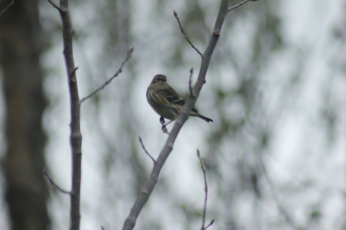 Пісняр-лісовик жовтогузий - ML644348712