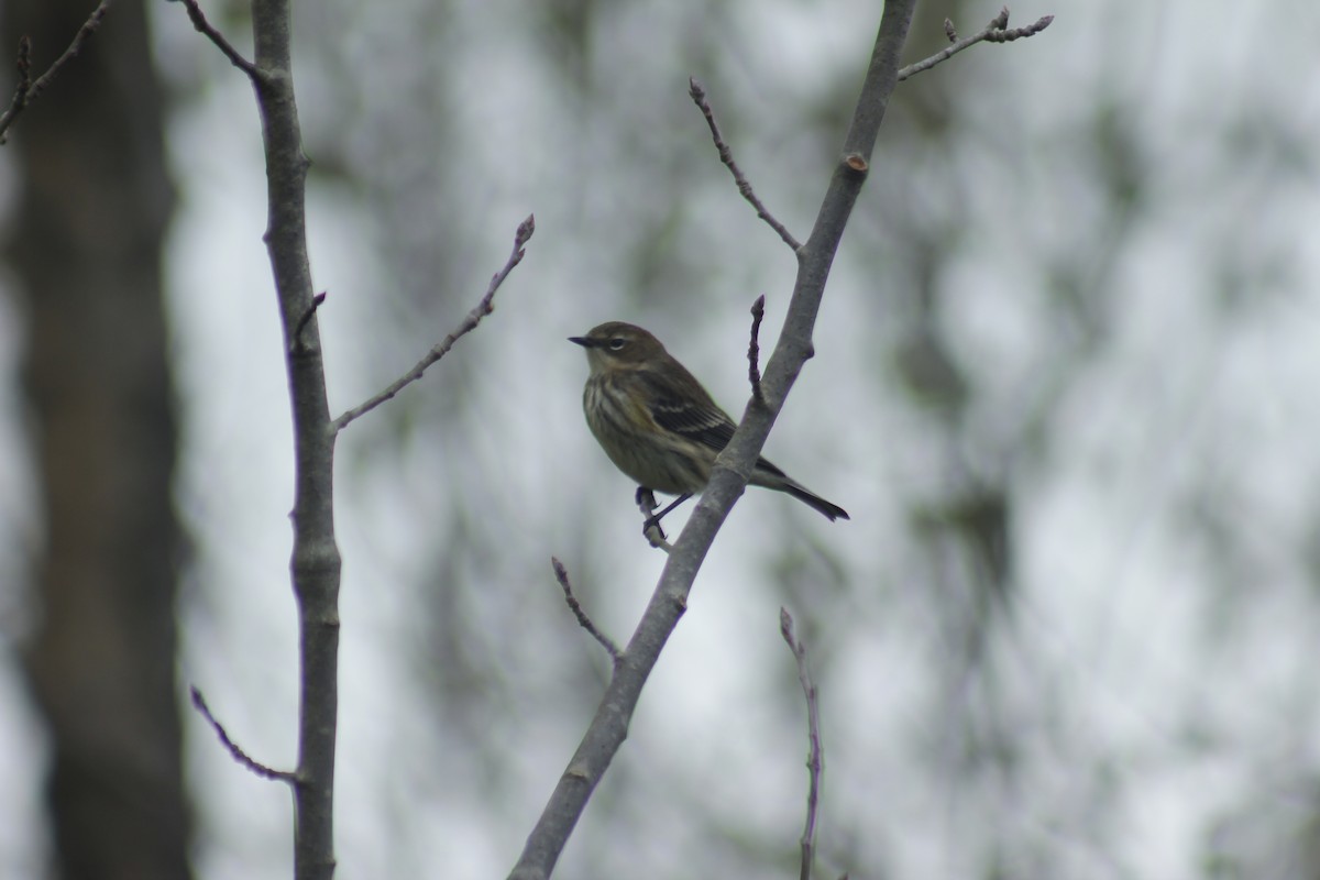 Пісняр-лісовик жовтогузий - ML644348713