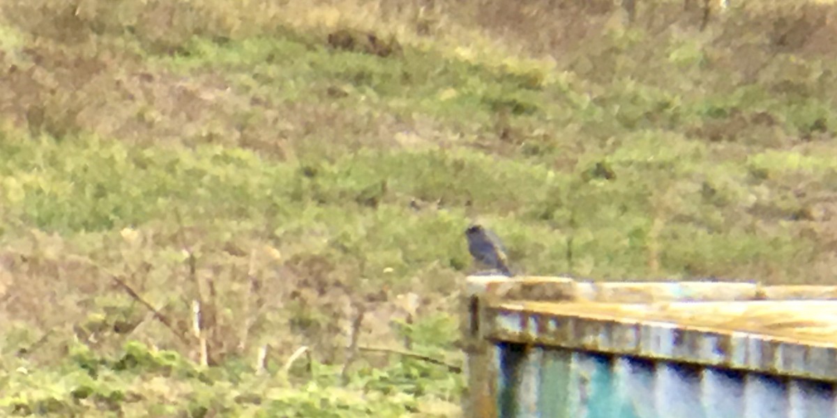 Western Bluebird - ML644348715