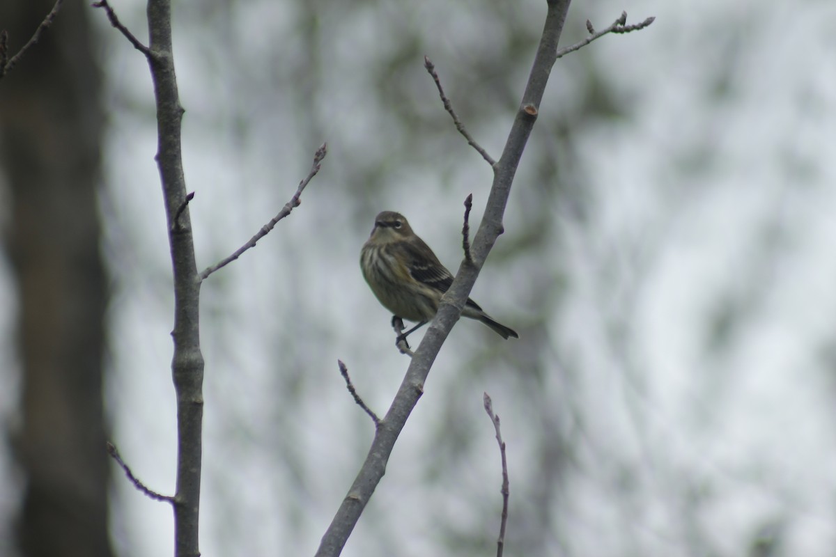 Пісняр-лісовик жовтогузий - ML644348719
