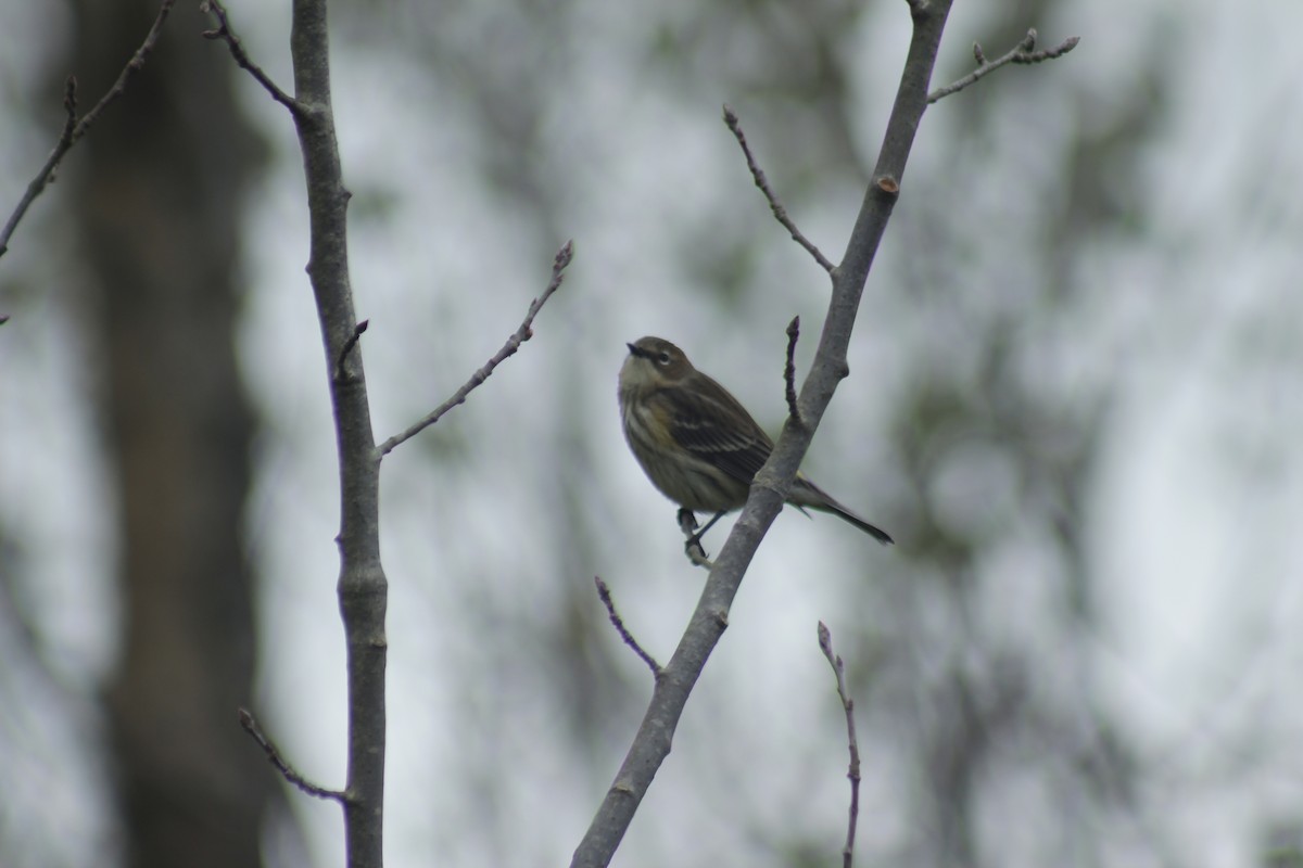 Пісняр-лісовик жовтогузий - ML644348722