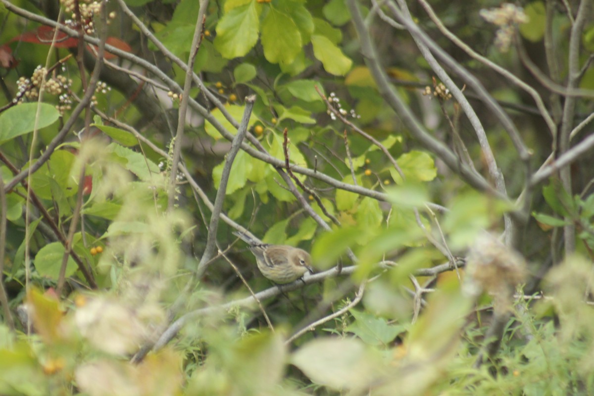 Пісняр-лісовик жовтогузий - ML644348723