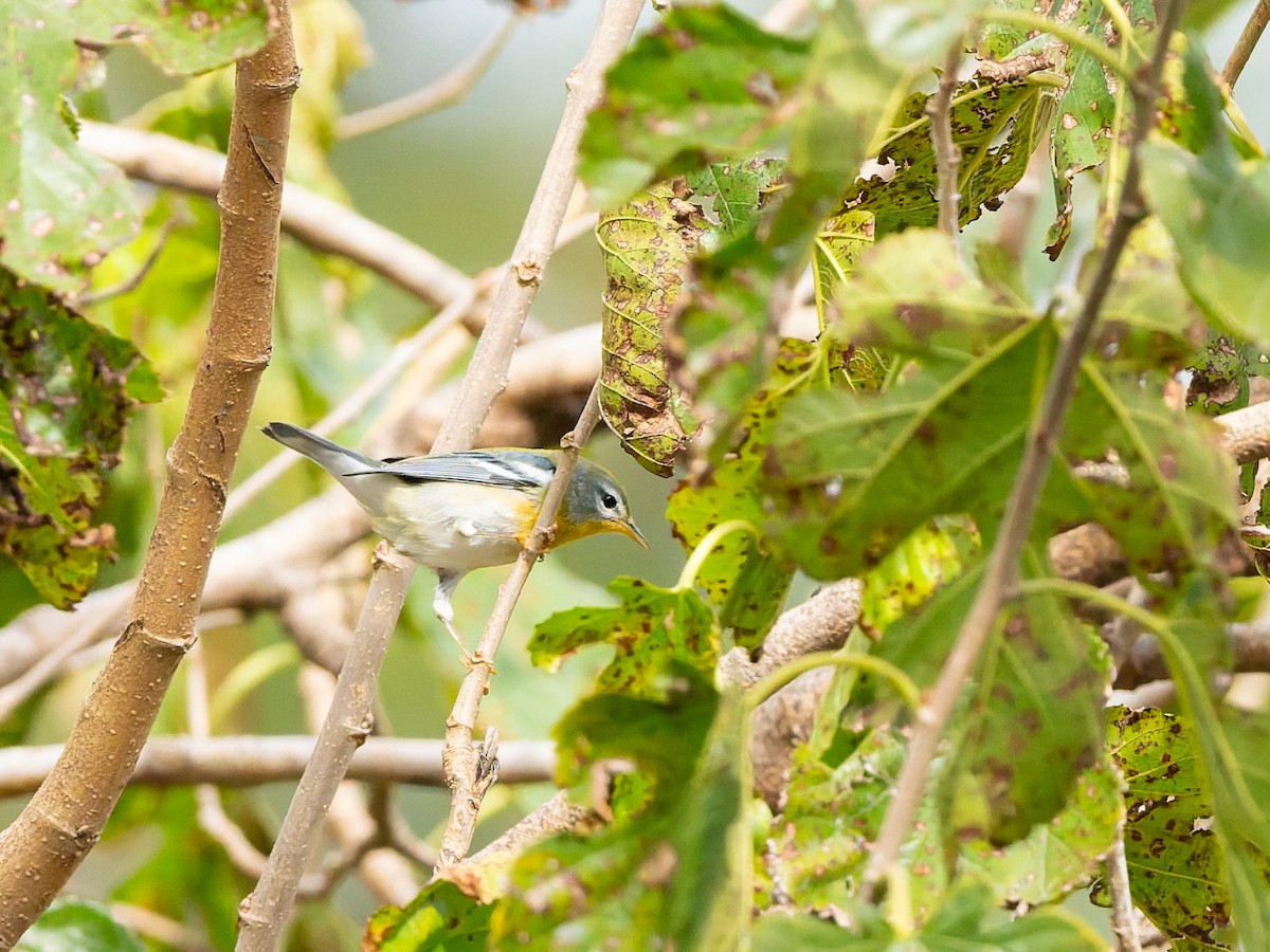 Northern Parula - ML644348725