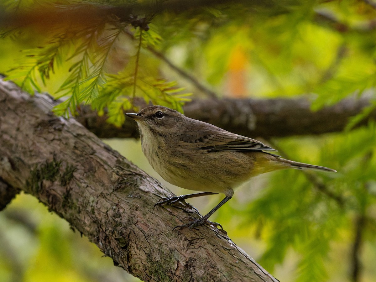 Palm Warbler - ML644348727