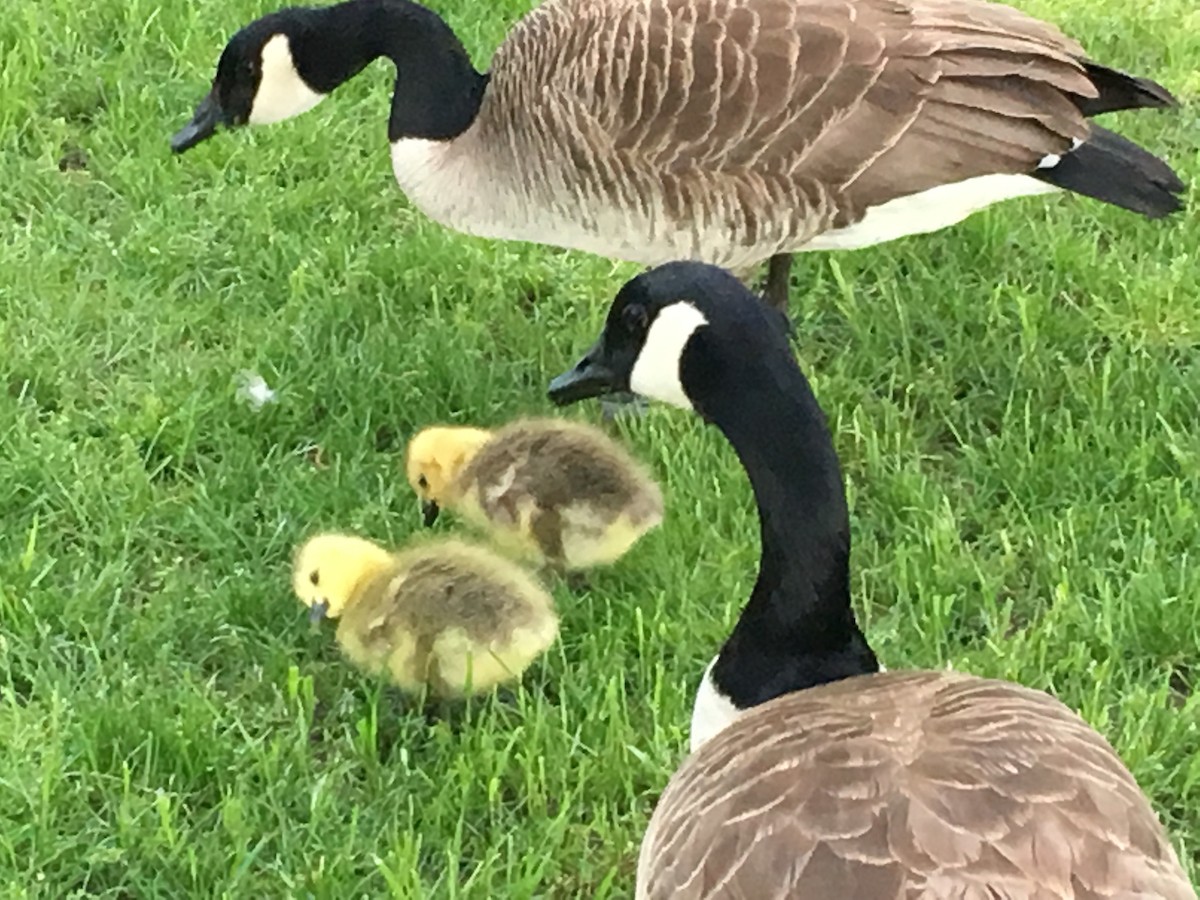 berneška velká - ML644348729