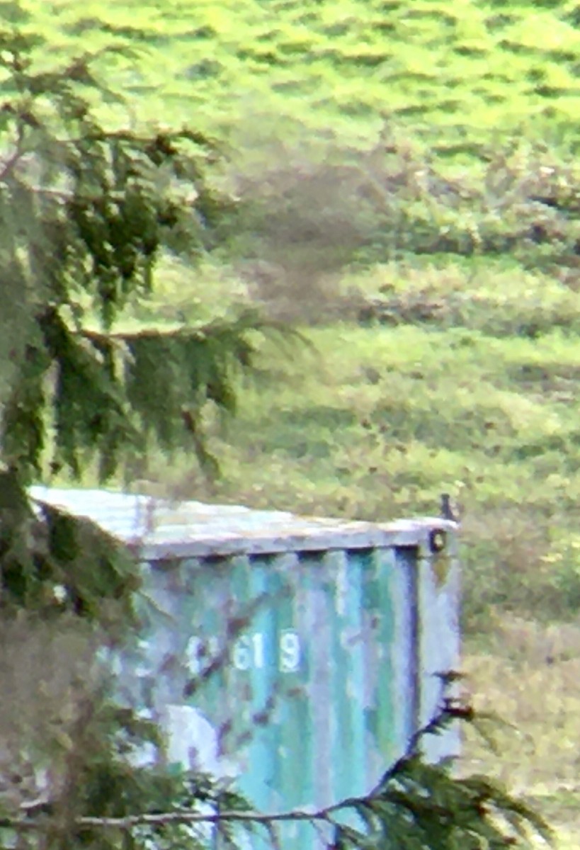 Western Bluebird - ML644348754