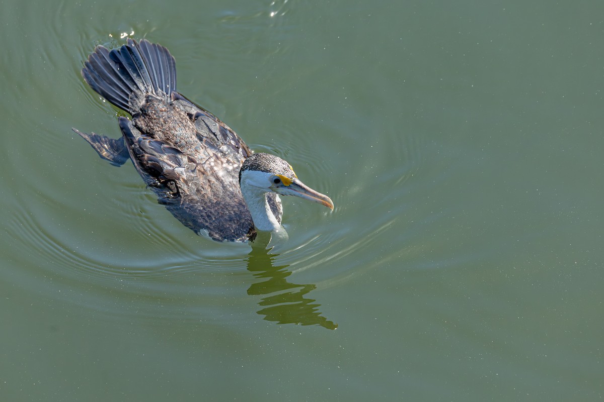 Pied Cormorant - ML644348759