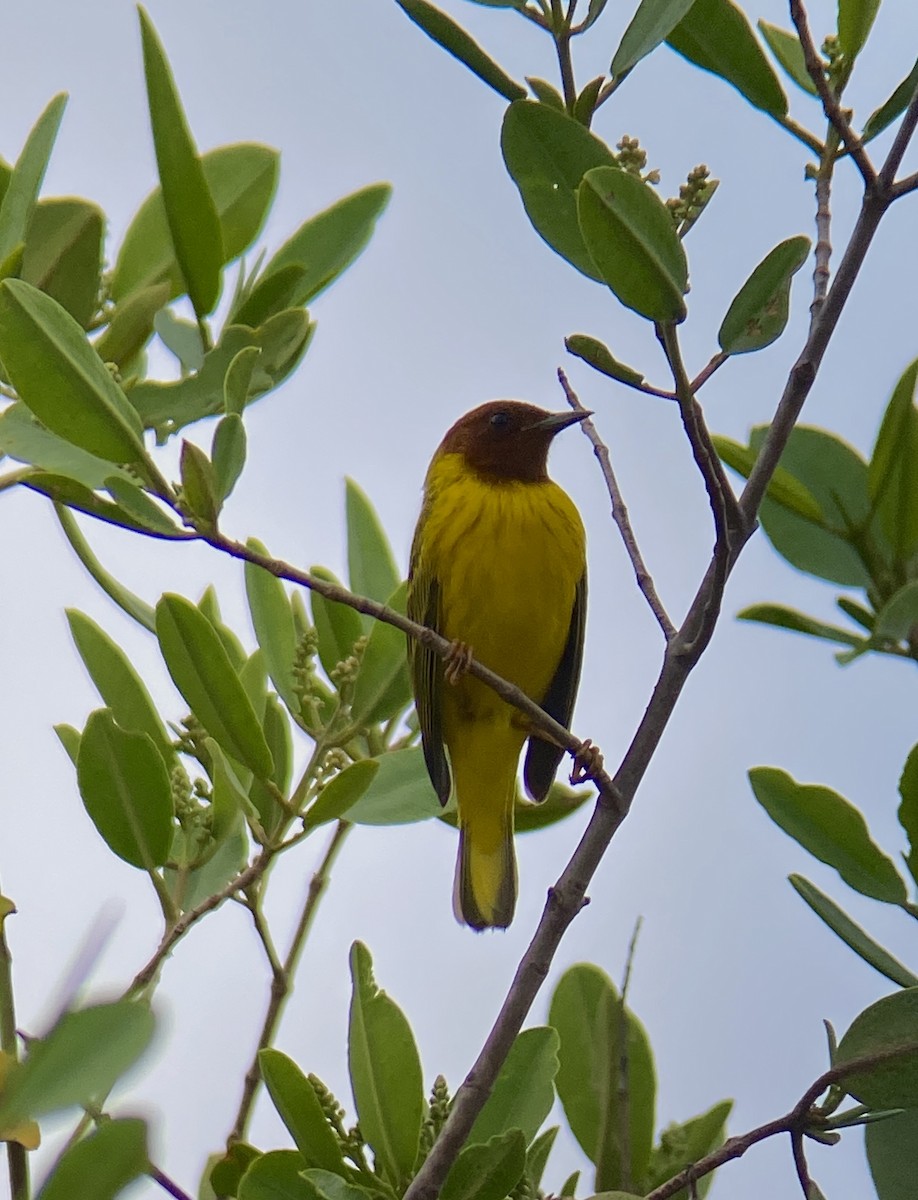 Mangrove Yellow Warbler (Mexican) - ML644348760