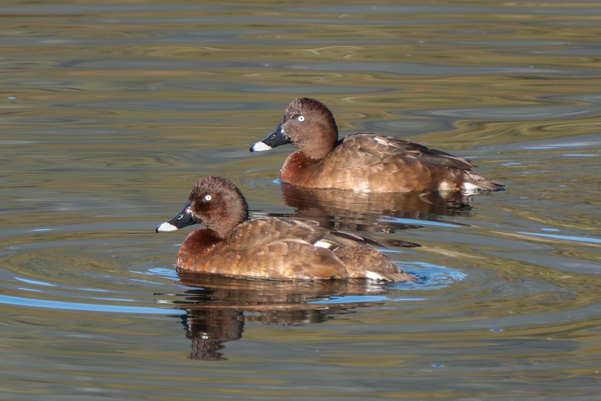 Hardhead - ML644348766