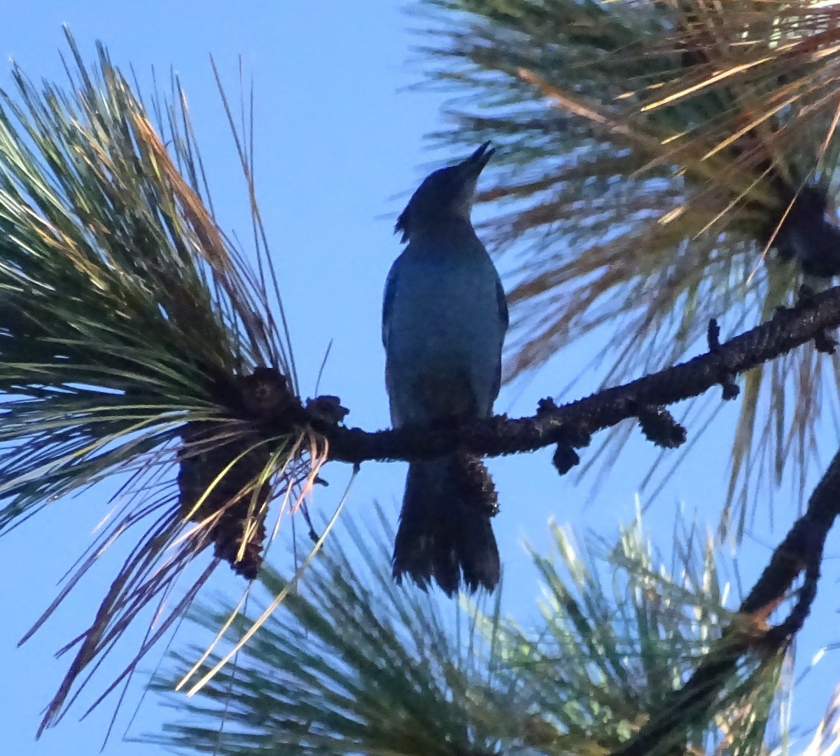Steller's Jay - ML644348771
