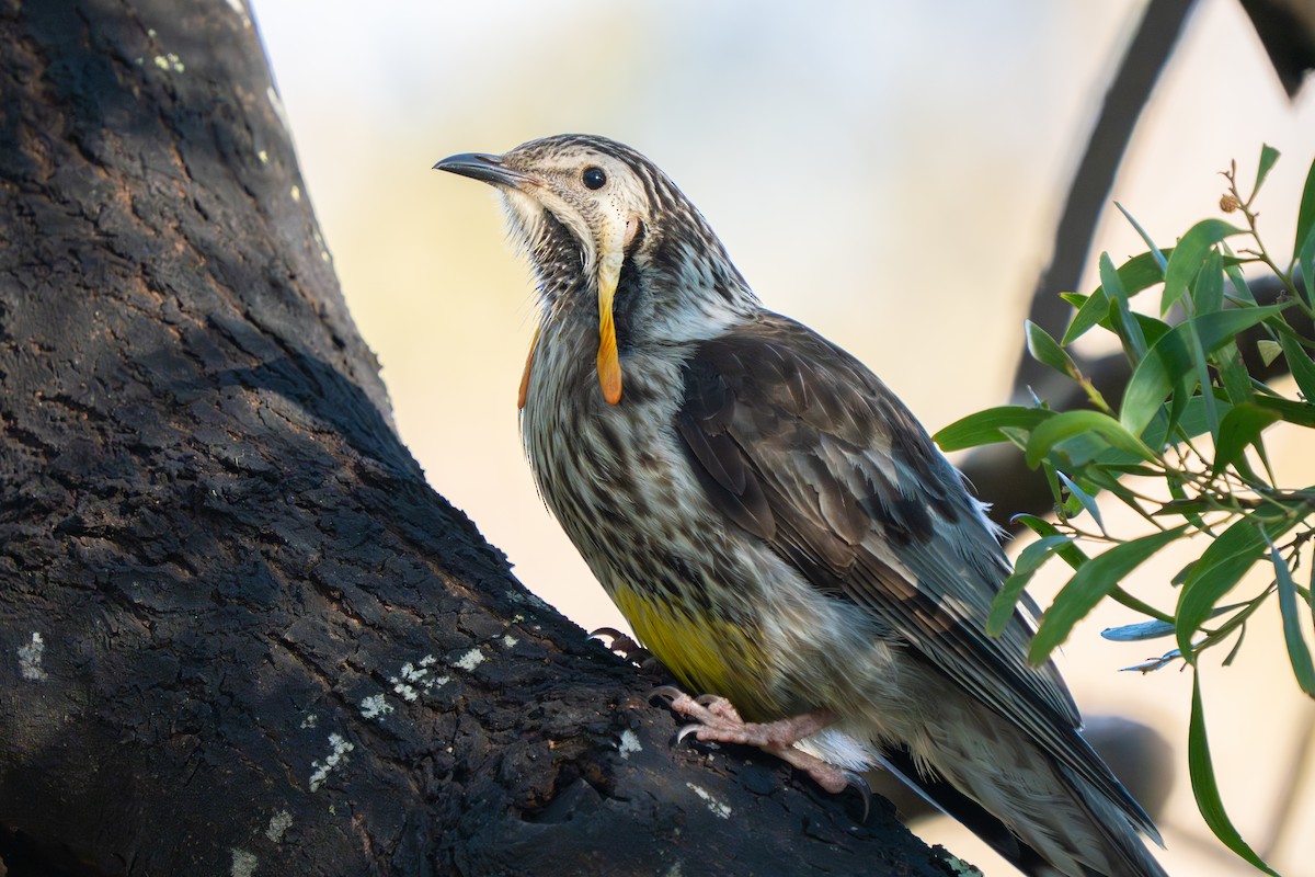 Yellow Wattlebird - ML644348772