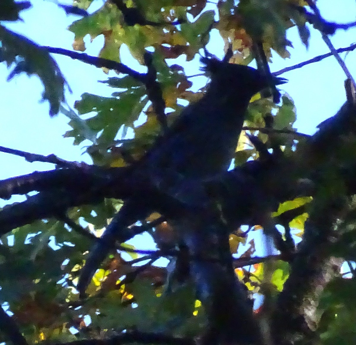 Steller's Jay - ML644348773