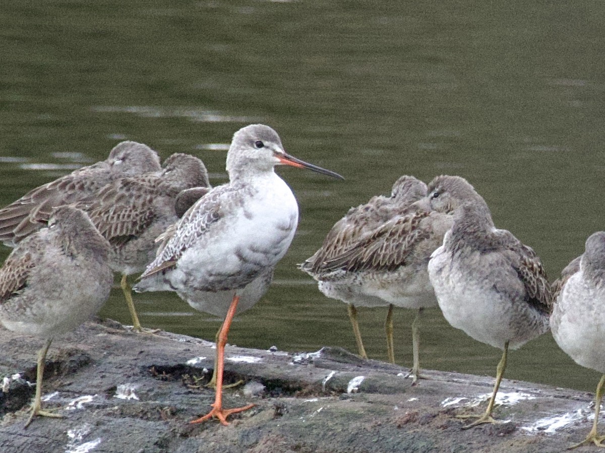 鶴鷸 - ML644348777