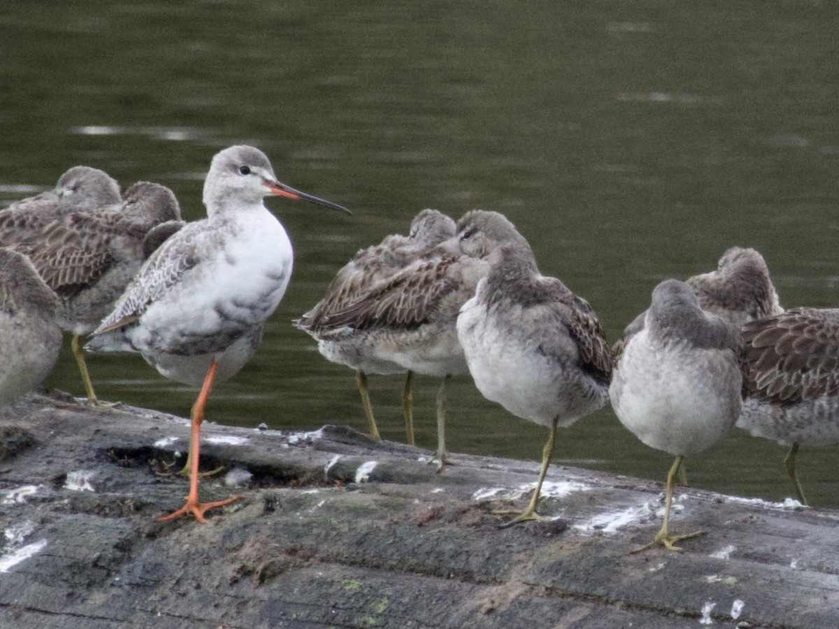 鶴鷸 - ML644348778