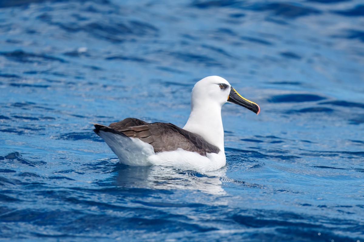 Indian Yellow-nosed Albatross - ML644348779