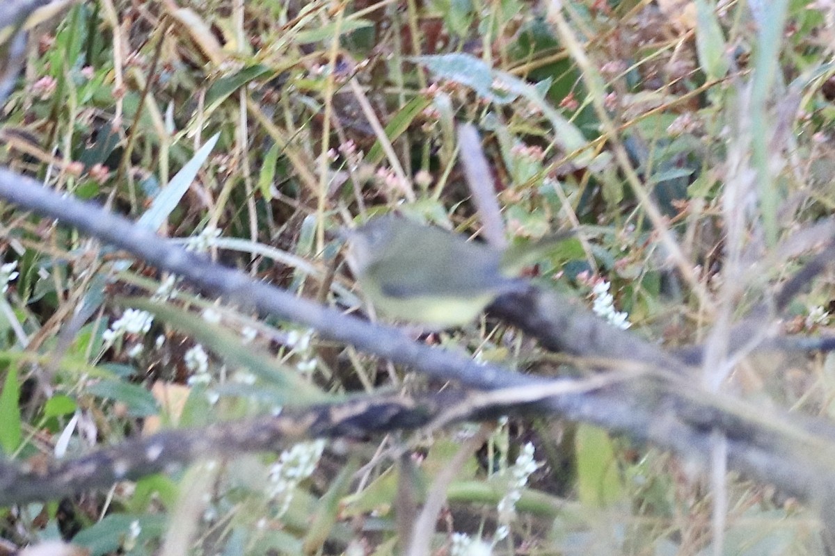 ハイムネアメリカムシクイ - ML644348780