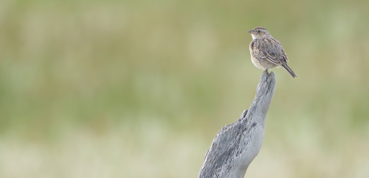 Alondra de Java - ML644348803