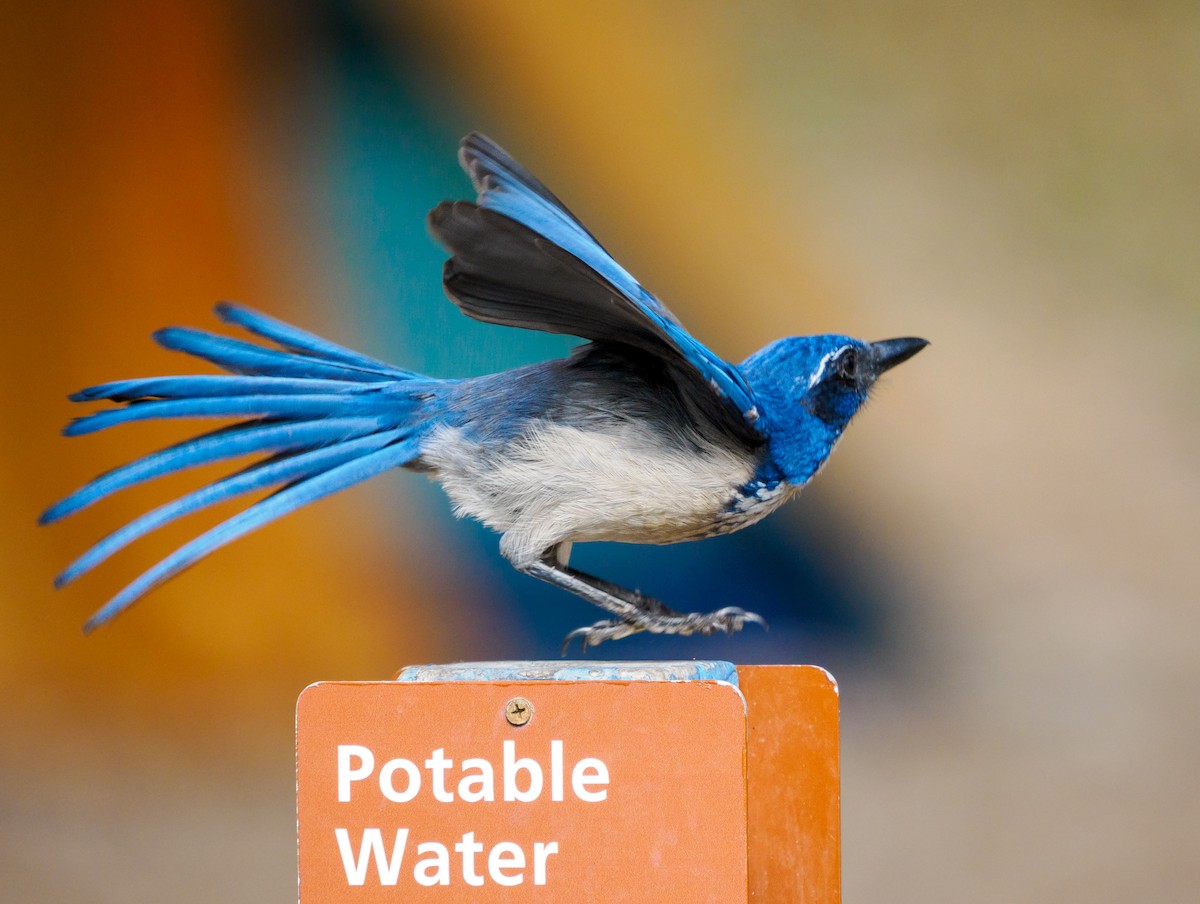 eikeskrike - ML644348815