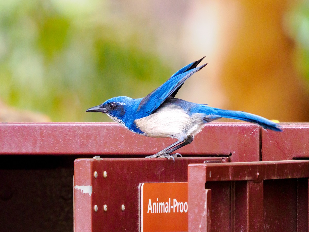 eikeskrike - ML644348816