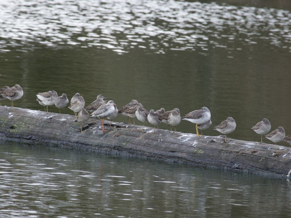 鶴鷸 - ML644348818