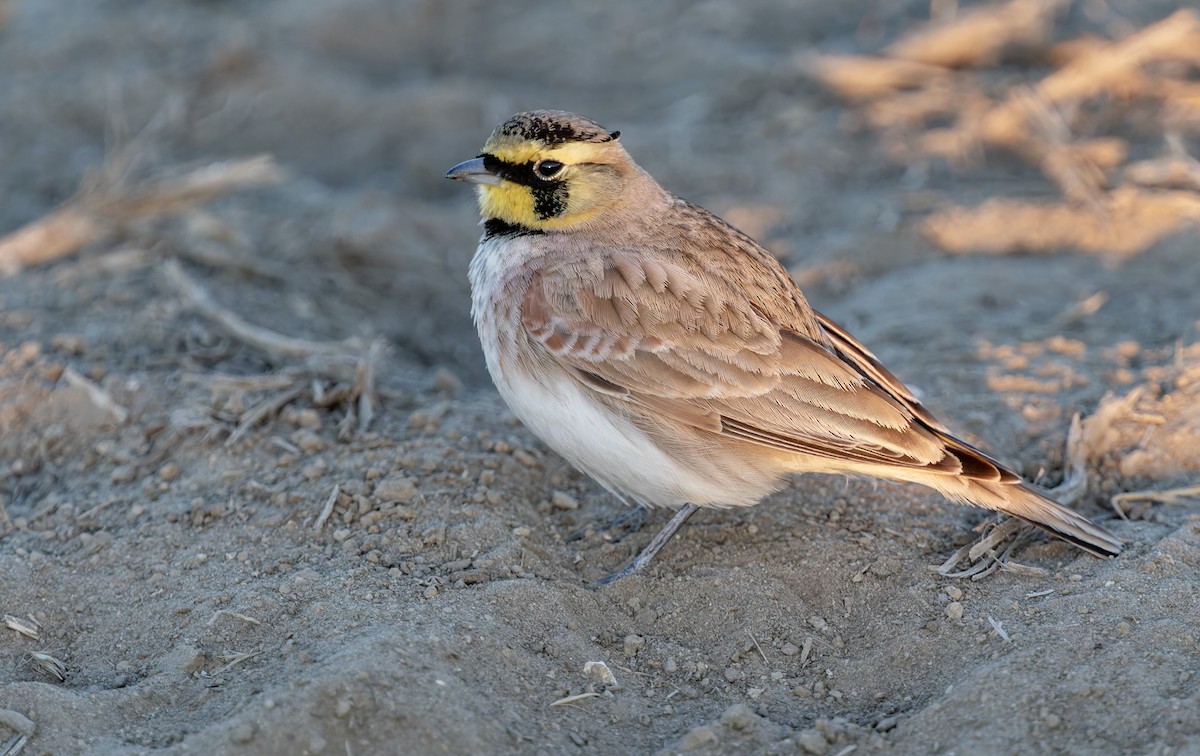 ハマヒバリ - ML644348826