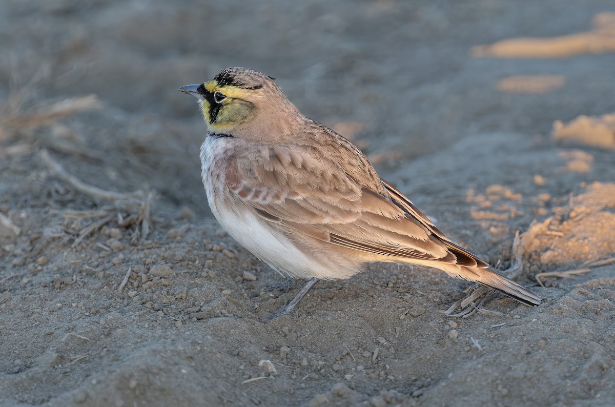 ハマヒバリ - ML644348827