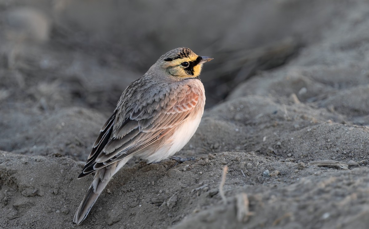 ハマヒバリ - ML644348828