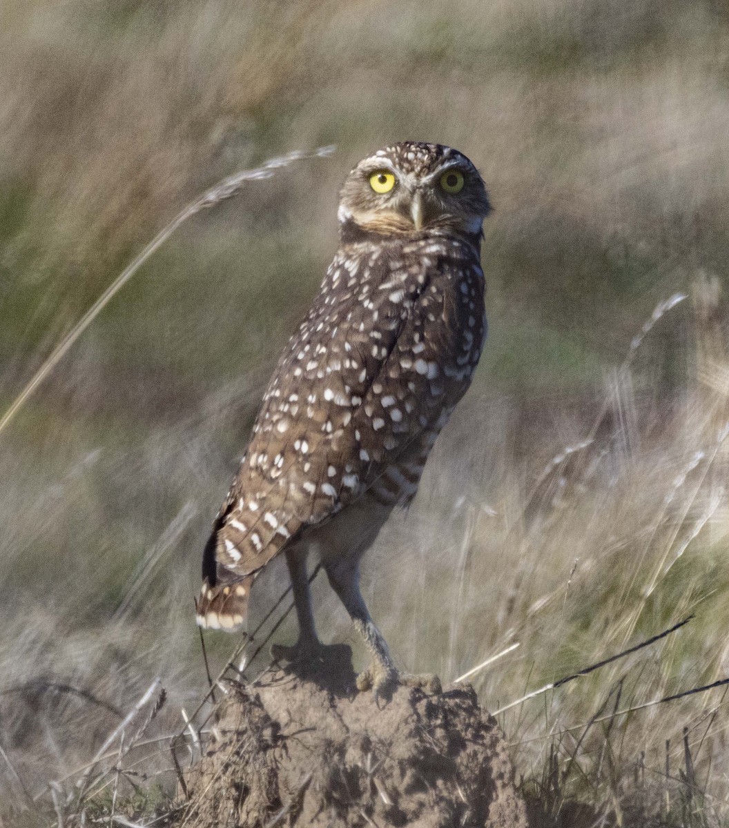 Burrowing Owl - ML644348830