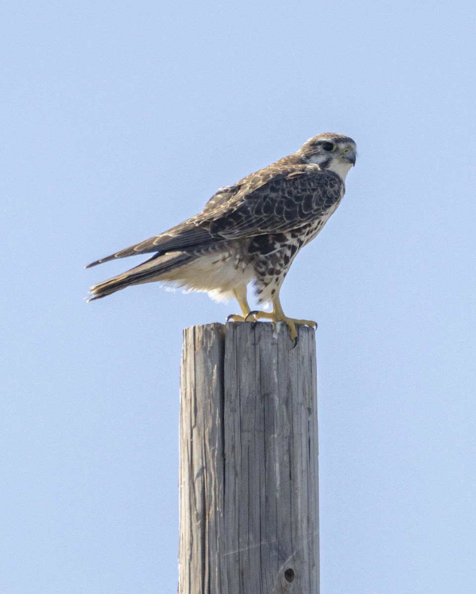 Prairie Falcon - ML644348841