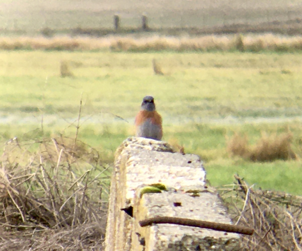 Western Bluebird - ML644348851