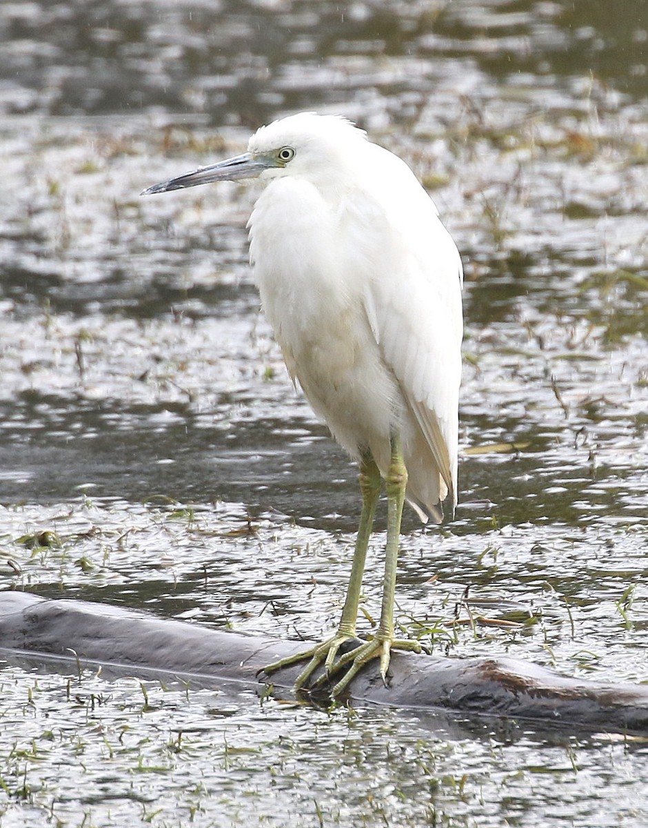 Little Blue Heron - ML644348860