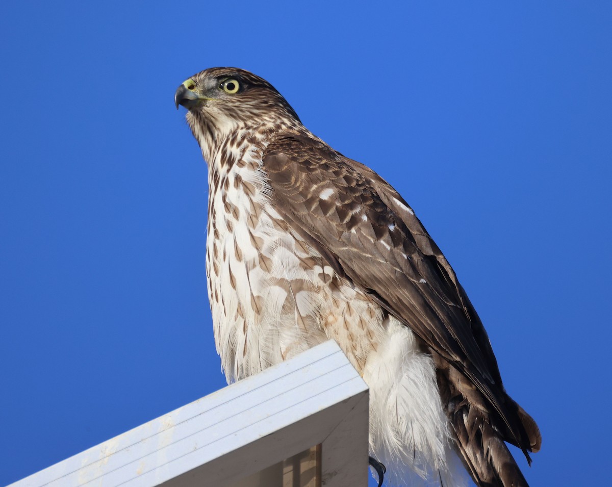 Cooper's Hawk - ML644348863