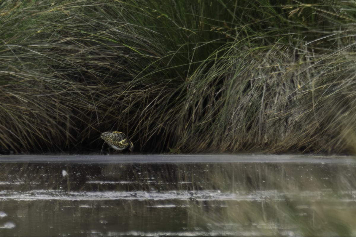 Australian Painted-Snipe - ML644348866