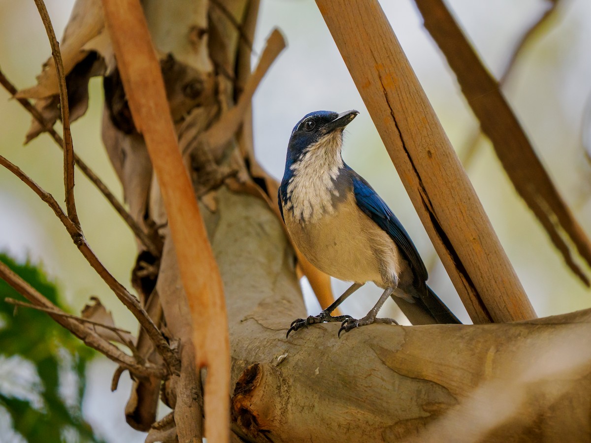 eikeskrike - ML644348868